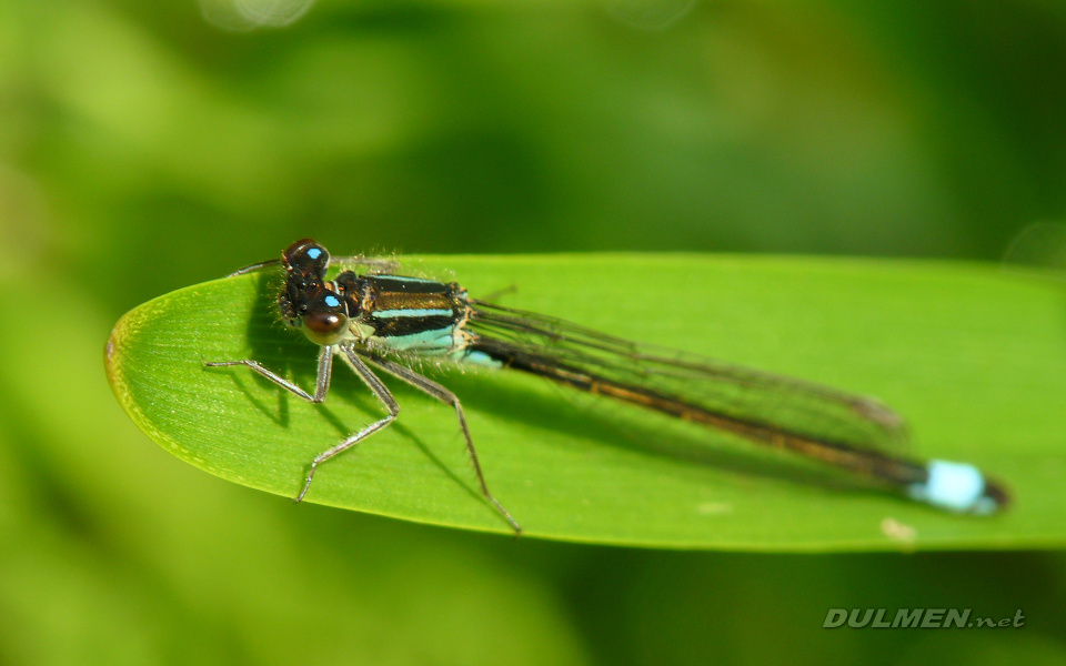 Common Bluetail (Male, Ischnura elegans)